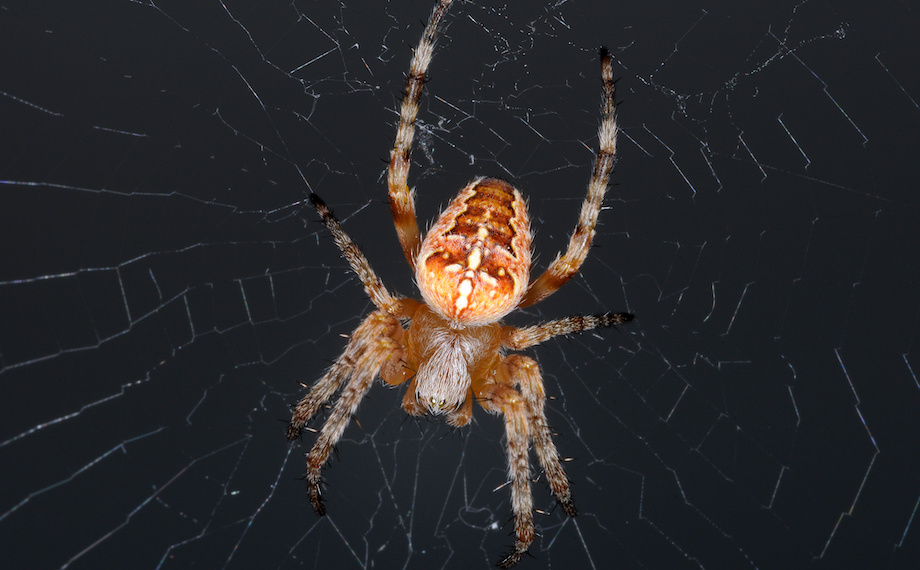 křižák obecný v pavučině araneus diadematus